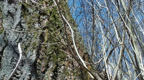 Old Birch, early spring close-up panning Stock Footage 61894021
