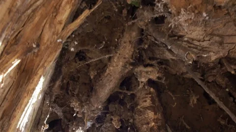 Old Birch, early spring close-up panning Stock Footage 61894117