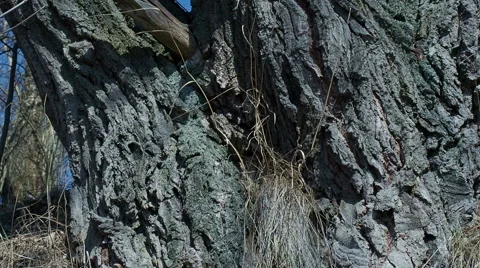 Old Birch, early spring close-up panning Stock Footage 61894552