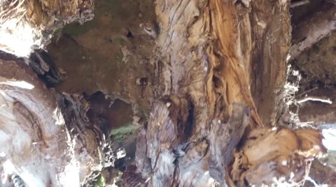 Old Birch, early spring close-up panning Stock Footage 61894724