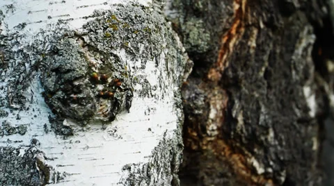 Old Birch Stock Footage 39440830