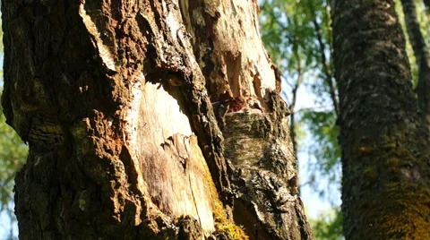 Old birch in the forest Видео 57316770