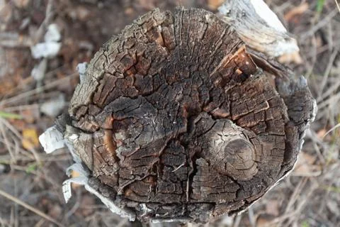 Old birch stump Stock Photos