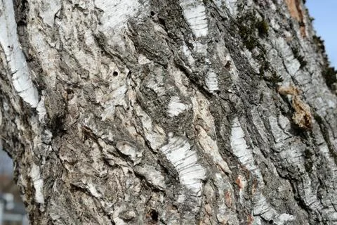 Old birch tree bark close up as texture and background Stock Photos