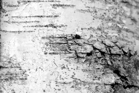 Old birch tree bark texture close up. Tree bark background black and white Stock Photos