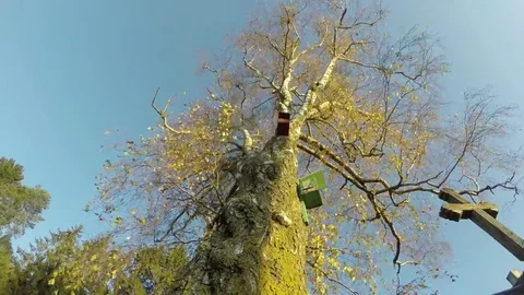 Old birch tree with bird nesting boxes and sunrise light, 4K time lapse Stock Footage 69149662