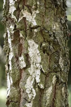Old birch tree close-up, Green and white bark covered with moss , Blurry back Stock Photos