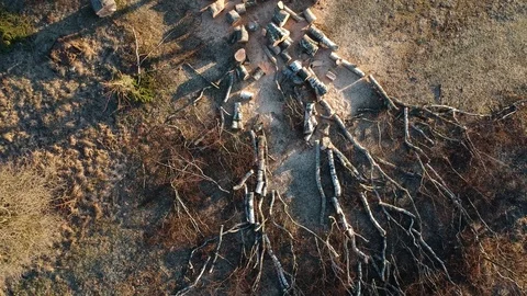Old  birch tree cut down in spring farm Stock Footage 122979002