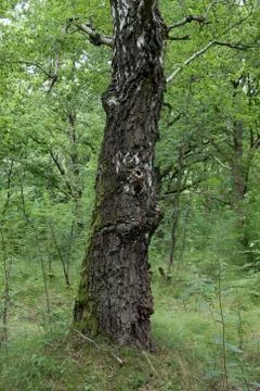 Old birch tree in the forest. Foto stock