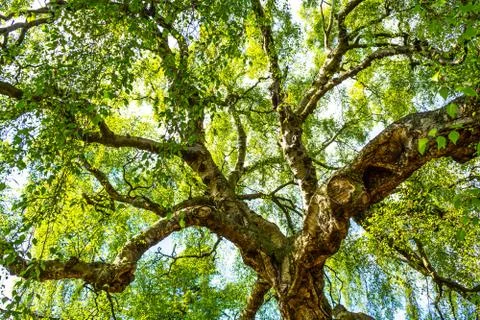 An old birch tree with long branches in Spring time. Stock Photos