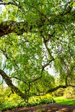 An old birch tree with long branches in Spring time. Stock Photos