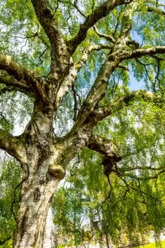 An old birch tree with long branches in Spring time. Stock Photos