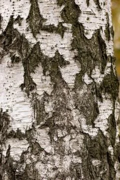 Old Birch Tree trunk Bark Texture with wide Cracks Stock Photos