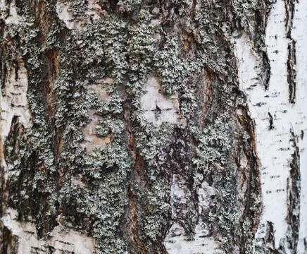 Old birch trees bark covered with lichen, Texture Stock Photos