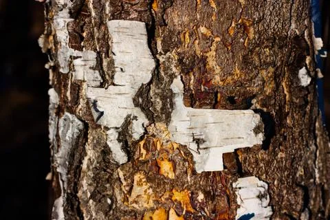 Old birch trunk. Foto stock