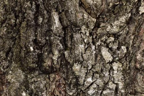Old birch trunk Stock Photos