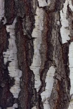 Old birch trunk texture Stock Photos