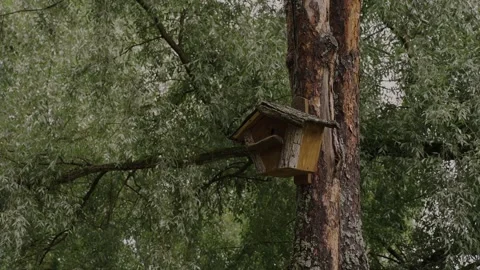 An old birdhouse hangs on a tree Stock Footage 329093079