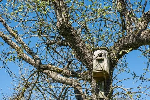 An old birdhouse on a large apple tree, which only comes alive with spring .. Stock Photos