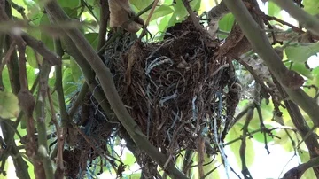 An old birds nest made of plastic, twigs and leaves fills the frame Stock Footage 85922787