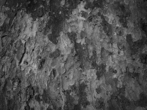 Old black bark Stock Photos