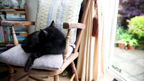An old black cat resting and sleeping on a chair next to a large patio window 動画素材 163149689