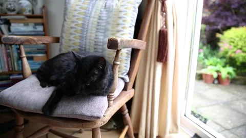 An old black cat sitting on a large chair next to a patio window 動画素材 163149833
