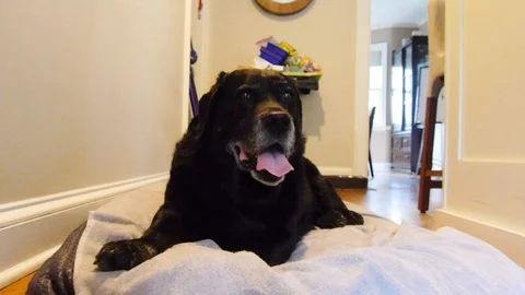Old Black Lab Dog Stock Footage 92501906