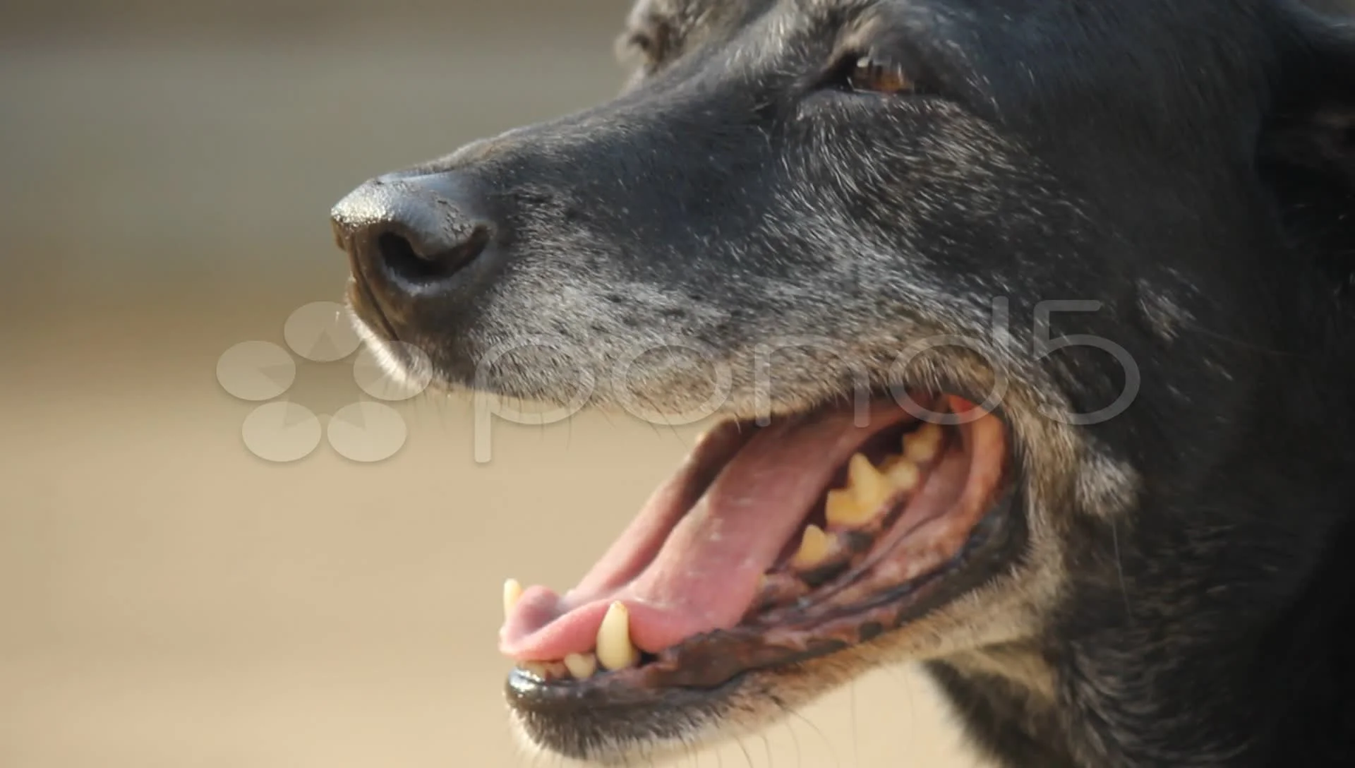 black lab panting