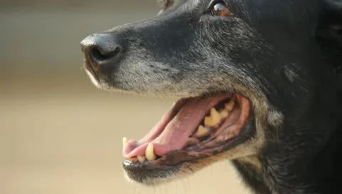 Old Black Lab Panting Stock Footage 11361066
