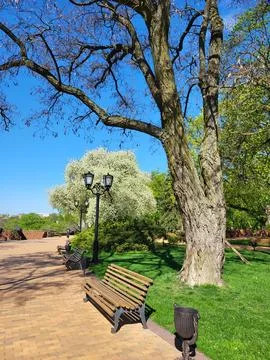 Old black lantern among spring trees Stock Photos