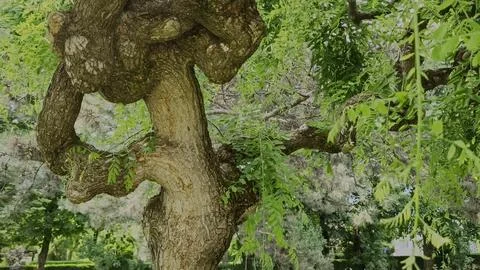 Old Black Locust Tree Trunk Robinia Pseudoacacia with Rough Bark in Park Stock Photos