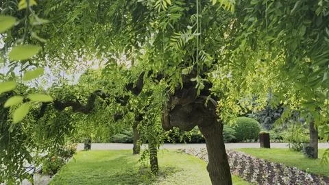 Old Black Locust Tree Trunk Robinia Pseudoacacia with Rough Bark in Park Stock Photos