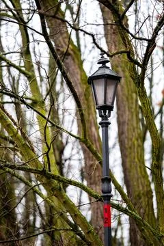 Old black park lantern standing among bare tree branches Фото