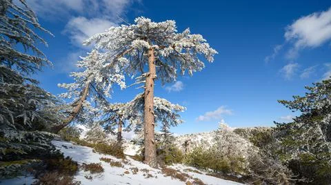 Old black pine tree in snow in Troodos mountains, Cyprus Foto stock