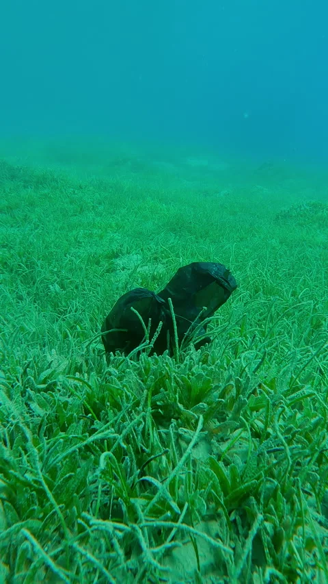 Old black plastic bag lies on seagrass meadow covered with Round Leaf Sea Grass Stock Footage 336923893