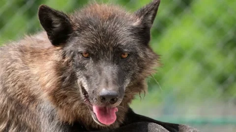The old black wolf is breathing hard in sunny weather. Stock Footage 168764205