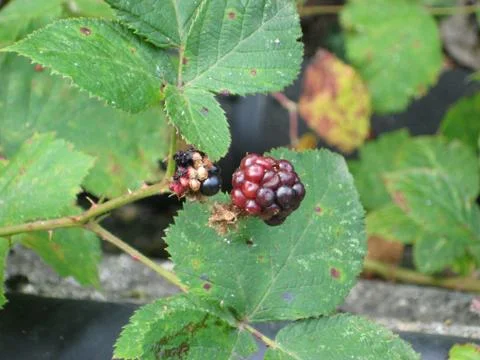 Old blackberry Stock Photos