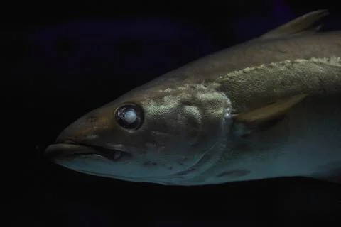 Old blind fish close up in dark waters in Denmark. Underwater photo Stock Photos