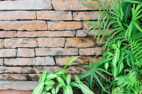 Old block wall of leaves Stock Photos