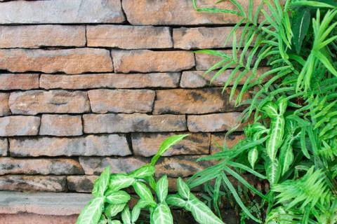Old block wall of leaves Stock Photos