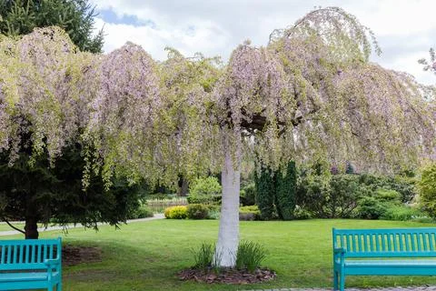 Old blooming decorative cherry tree in park in overcast weather Stock Photos