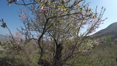 Old blossoming almond tree Stock Footage 91397371