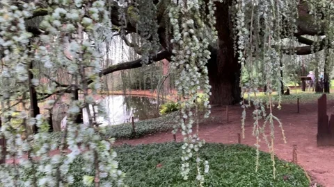 Old blue Atlas cedar tree in France Stock Footage 172302060