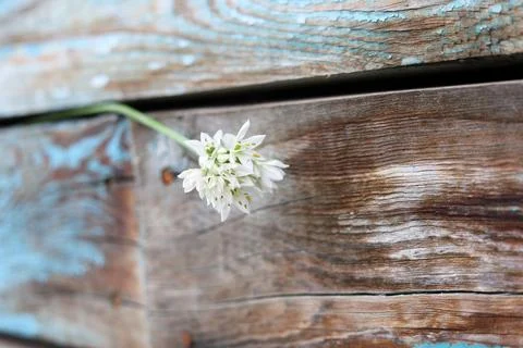 An old blue wall made of rustic wooden boards with an onion flower Stock Photos