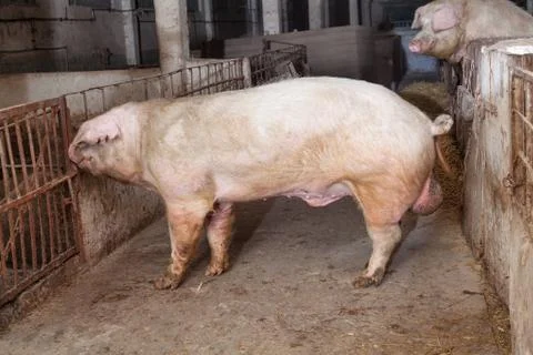 Old boar Stock Photos