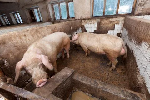 Old boars Stock Photos