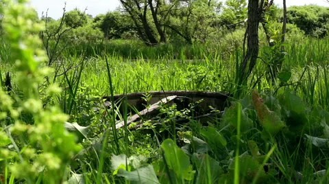 Old boat in a grass Stock-Footage 68146275