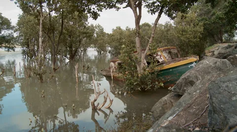 Old boat in mangroves Stock Footage 39552779