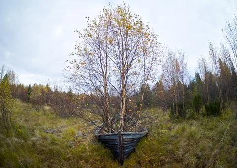 Old boat with a sprouted tree Stock Photos